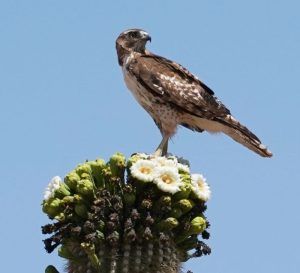 Red tailed hawk on Saguaro - Copyright Juliana Rose Teal