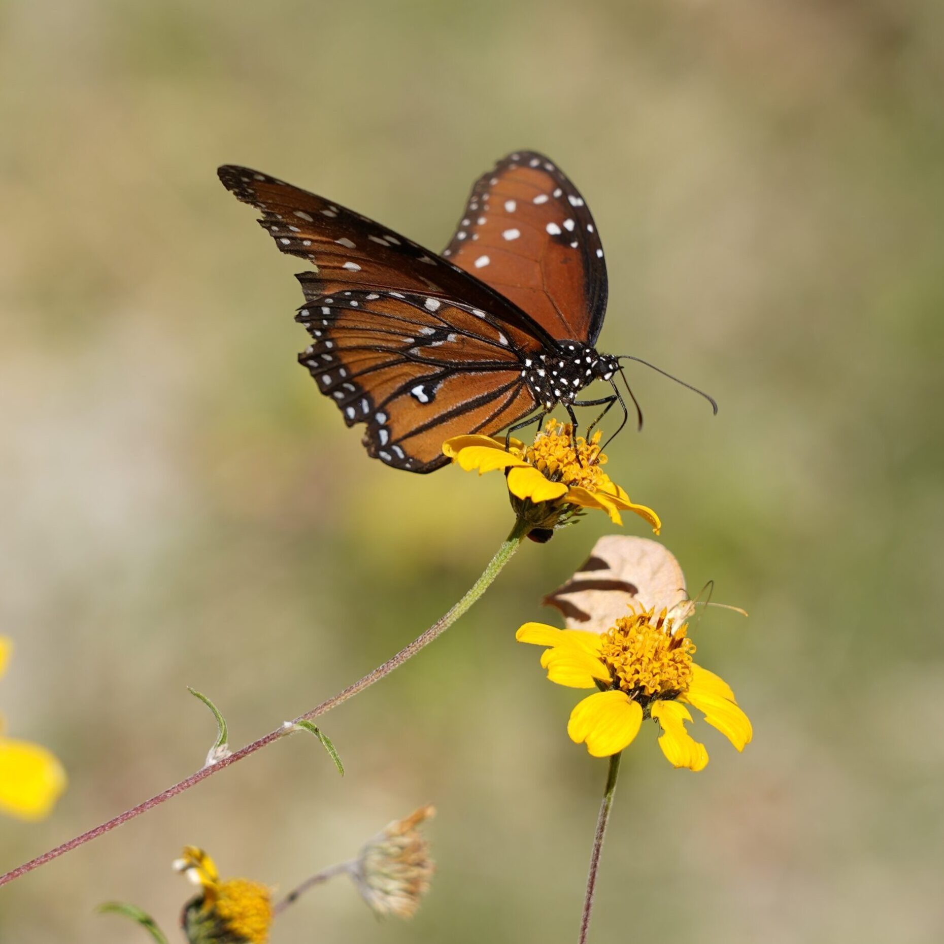 Butterfly - Copyright Juliana Rose Teal