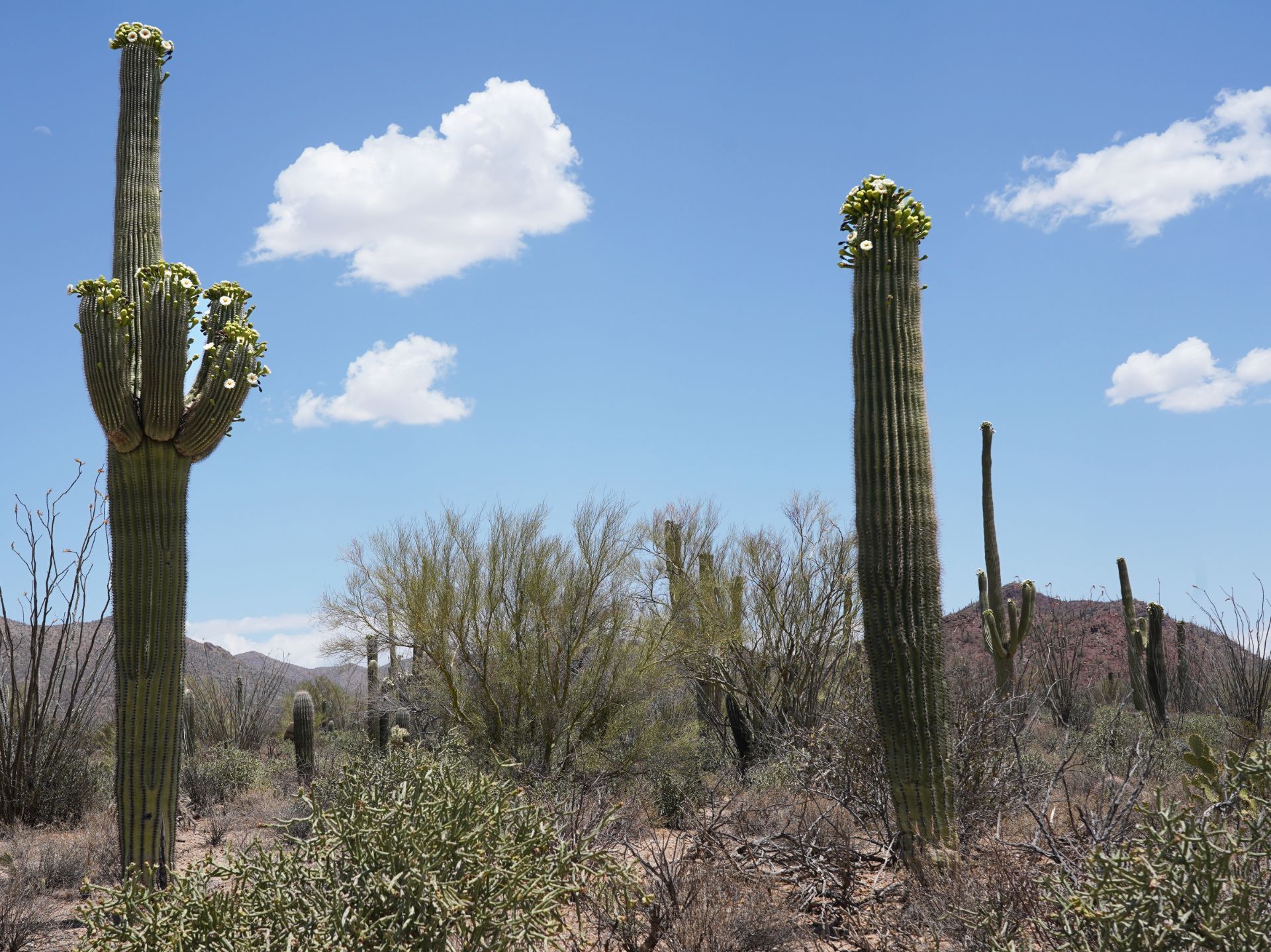 Flowering Saguaro - Copyright Juliana Rose Teal