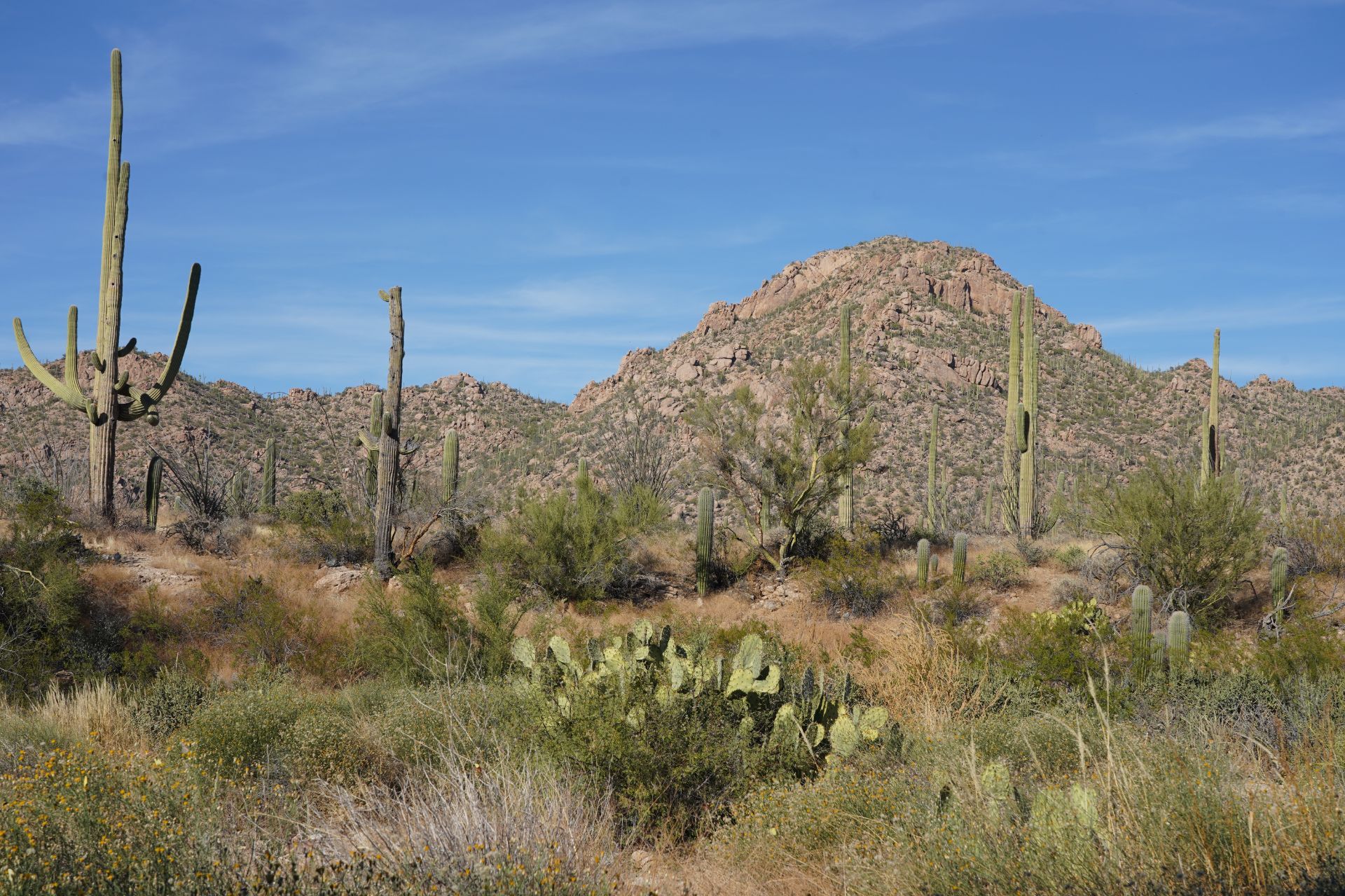 Saguaro National Park West - Copyright Juliana Rose Teal