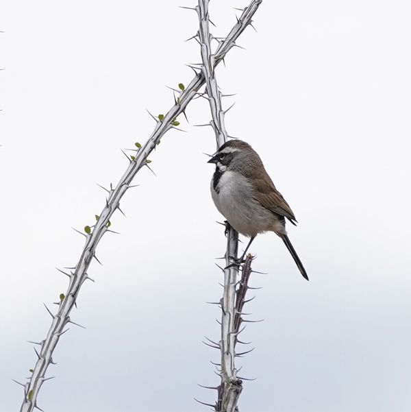 Trauma Recovery Articles and Research