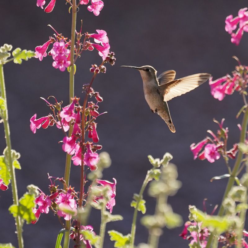 Trauma Survivor Stories and Creative Works